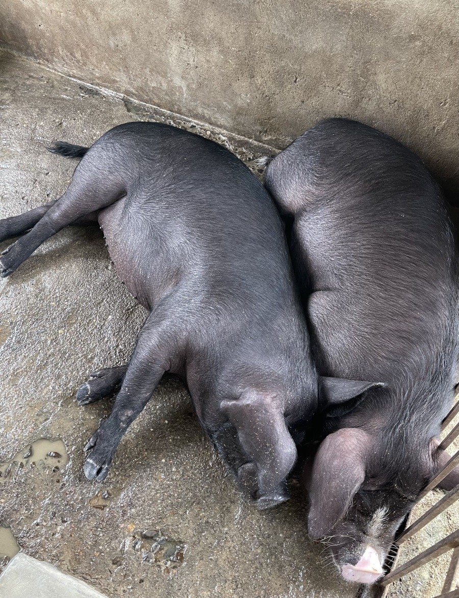 ASF is a viral disease affecting pigs and wild boar and cases are reported periodically in Nagaland and the North-East, particularly during the April-August period. (Morung File  Photo: For Representational Purpose Only)